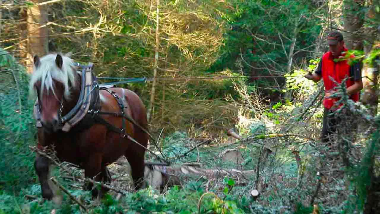 débardage à cheval