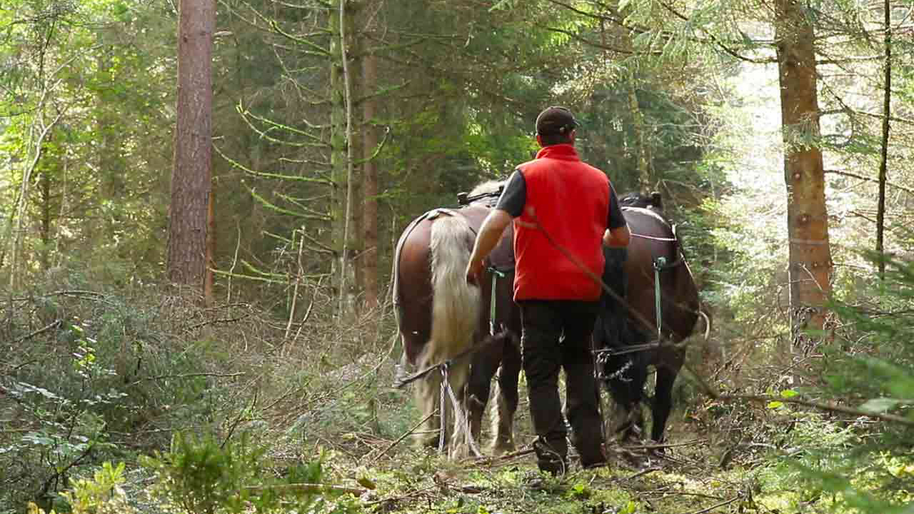 debardage cheval