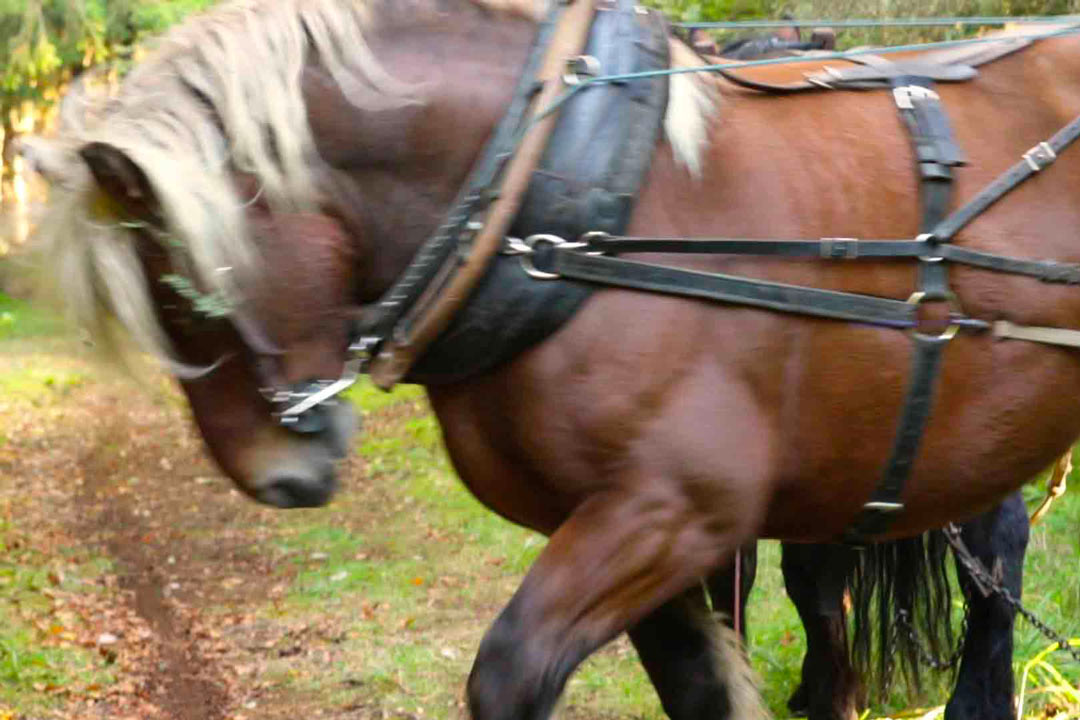 débardage à cheval