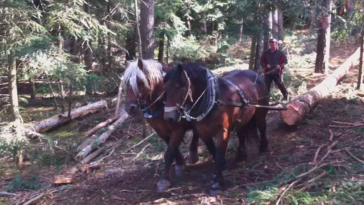 debardage à cheval