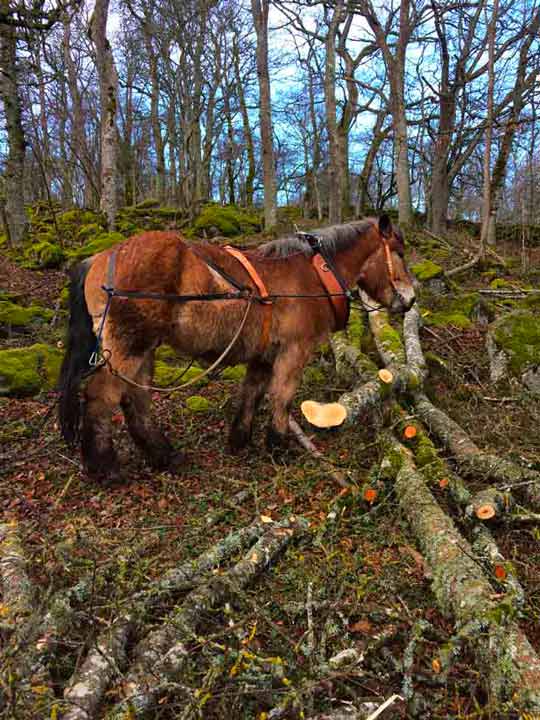 debardage de bois