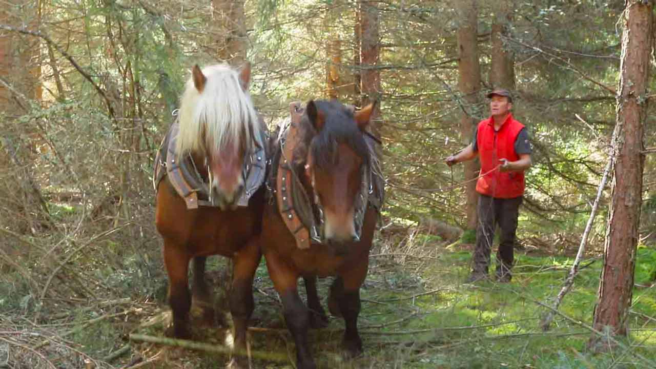 débardage de bois