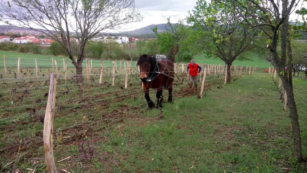 debardage forestier